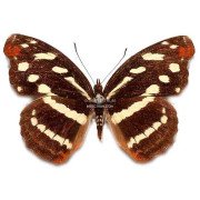 CATONEPHELE MEXICANA 